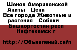 Шенок Американской Акиты › Цена ­ 35 000 - Все города Животные и растения » Собаки   . Башкортостан респ.,Нефтекамск г.